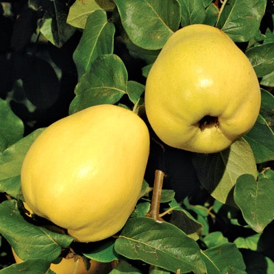 Crimea™ Quince
