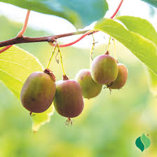 Prolific Hardy Kiwi
