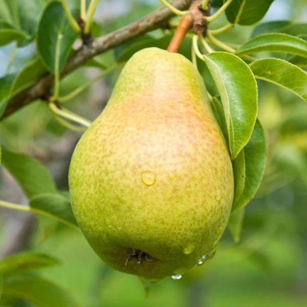 Combo Pear; Comice, D'Andjou