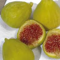 Desert King Fig