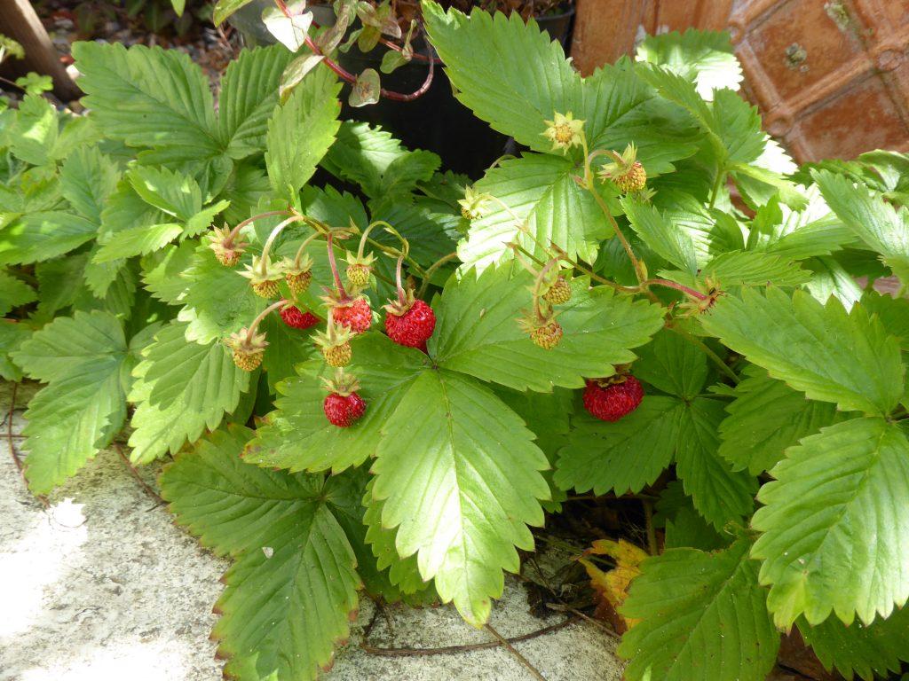 Woodland Strawberry