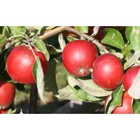 Akane Apple