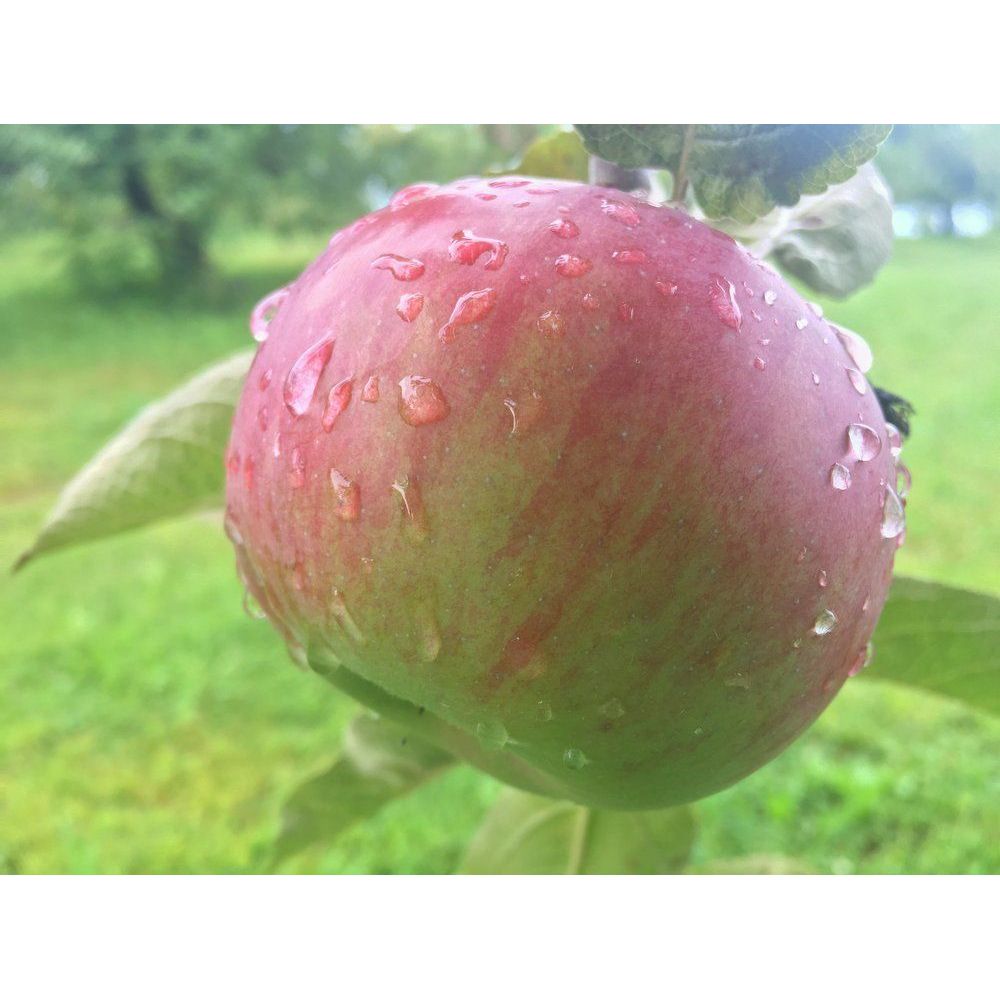 Cortland Apple