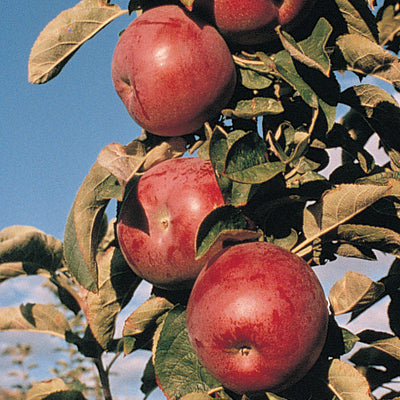 Northpole™ Columnar Apple Tree