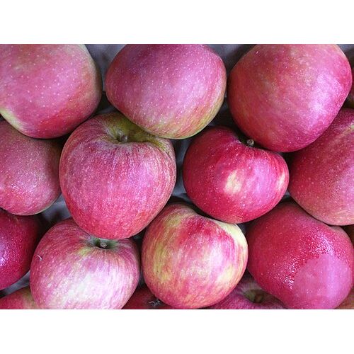Stayman's Winesap Apple