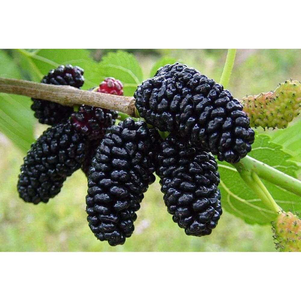 Dwarf Everbearing Mulberry (Black)