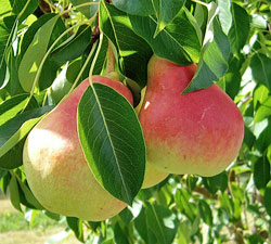 Ubileen European Pear