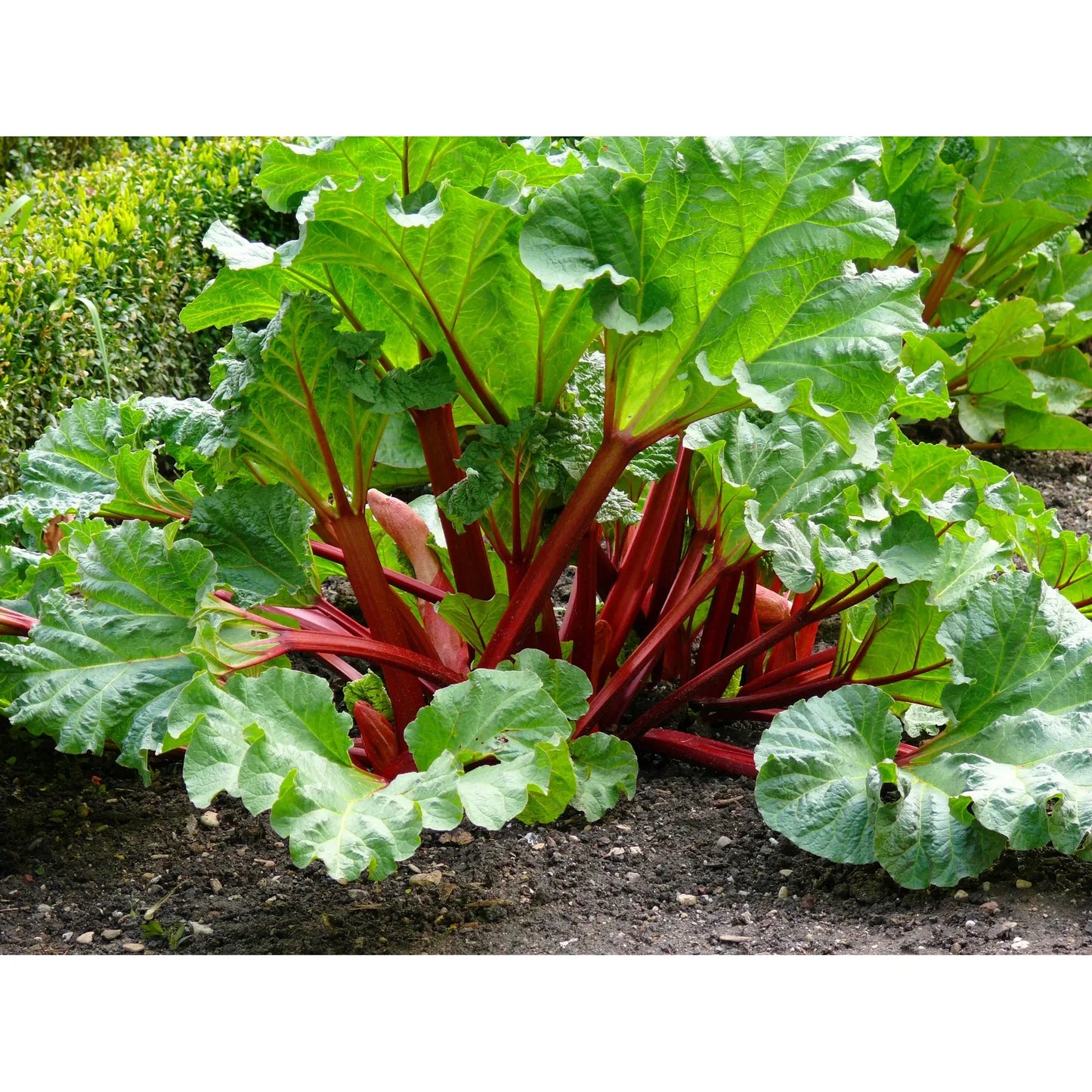 Rhubarb 'Victoria'