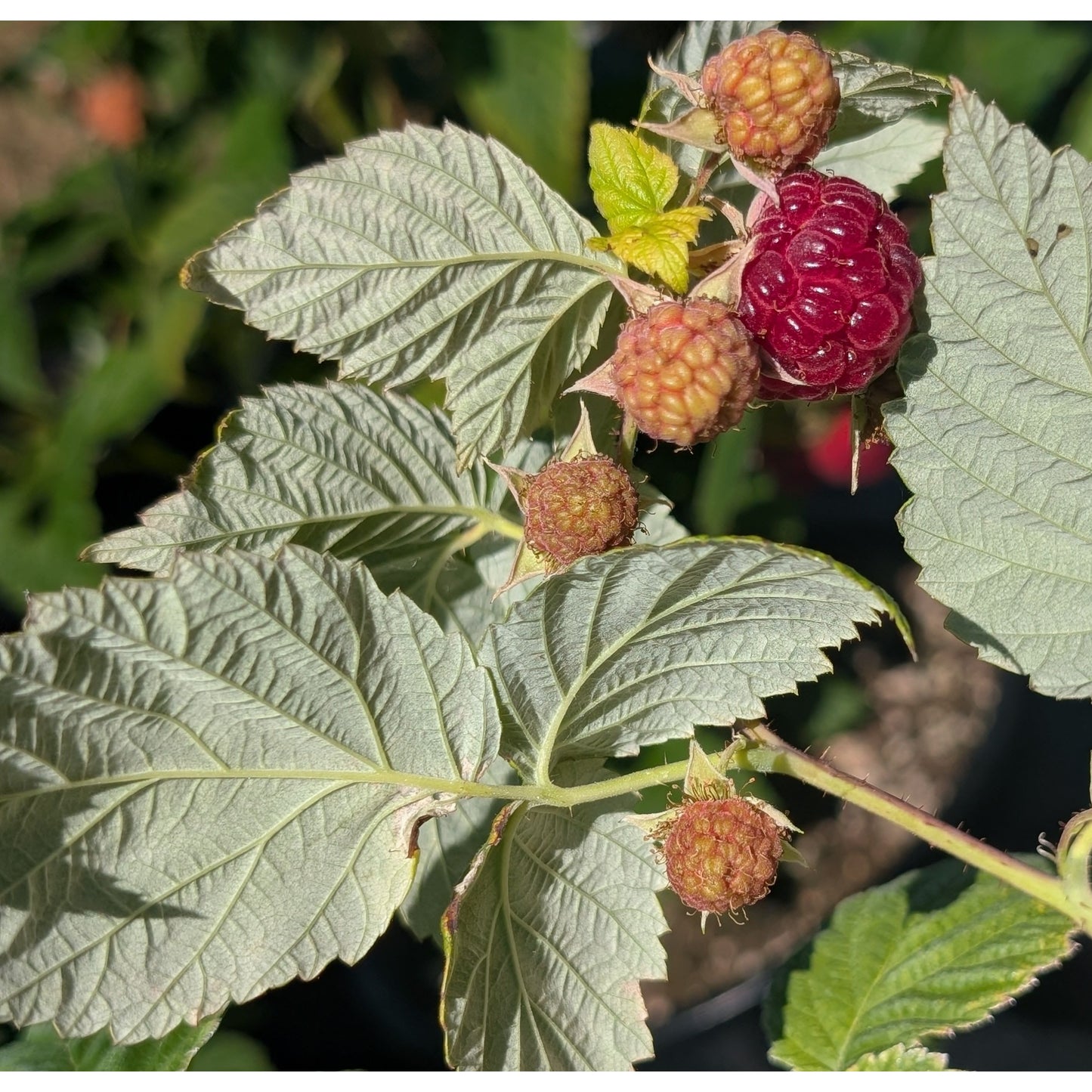 Boyne Raspberry