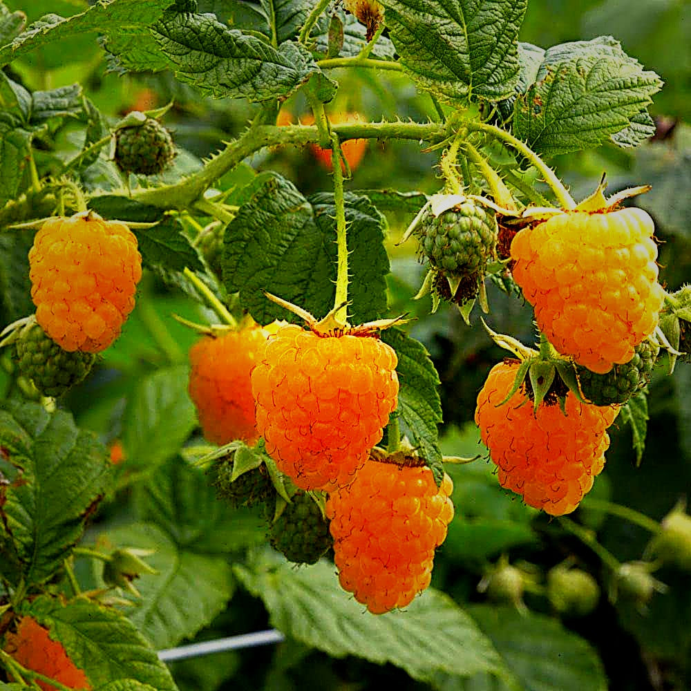 Fall Gold Raspberry