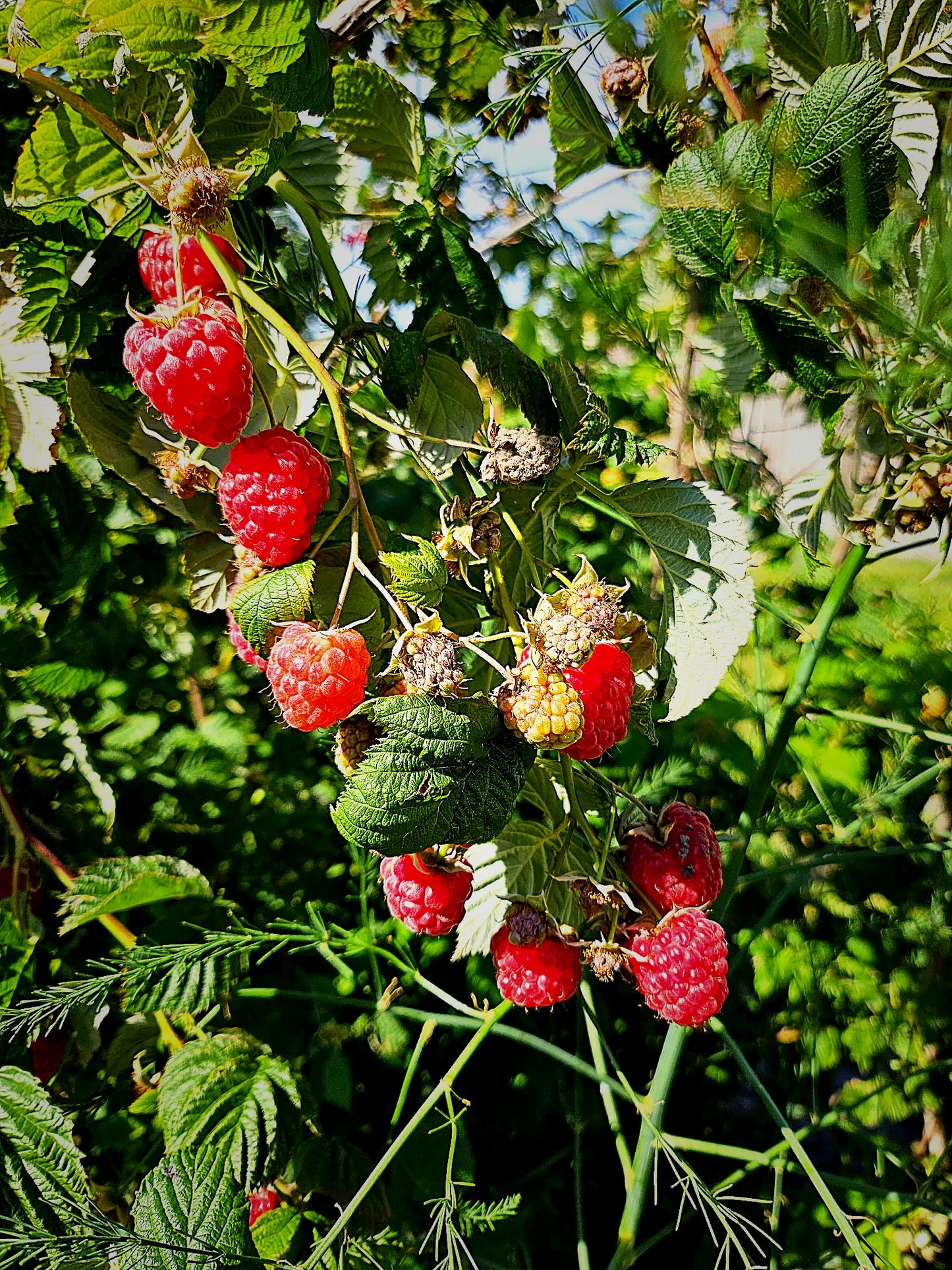 Latham Raspberry