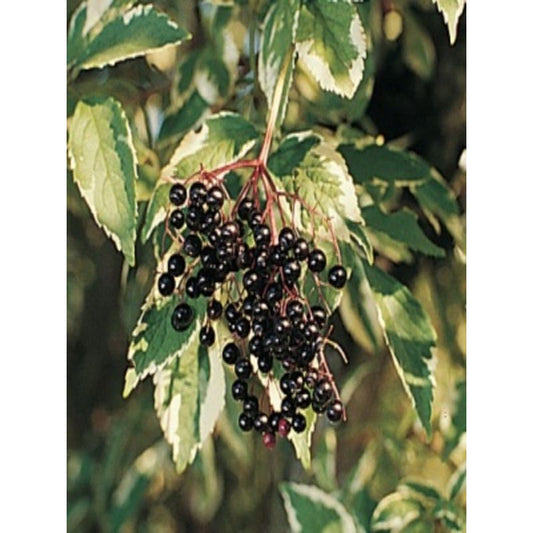 Variegated Black Elderberry