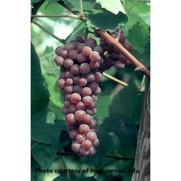 Canadice Grape
