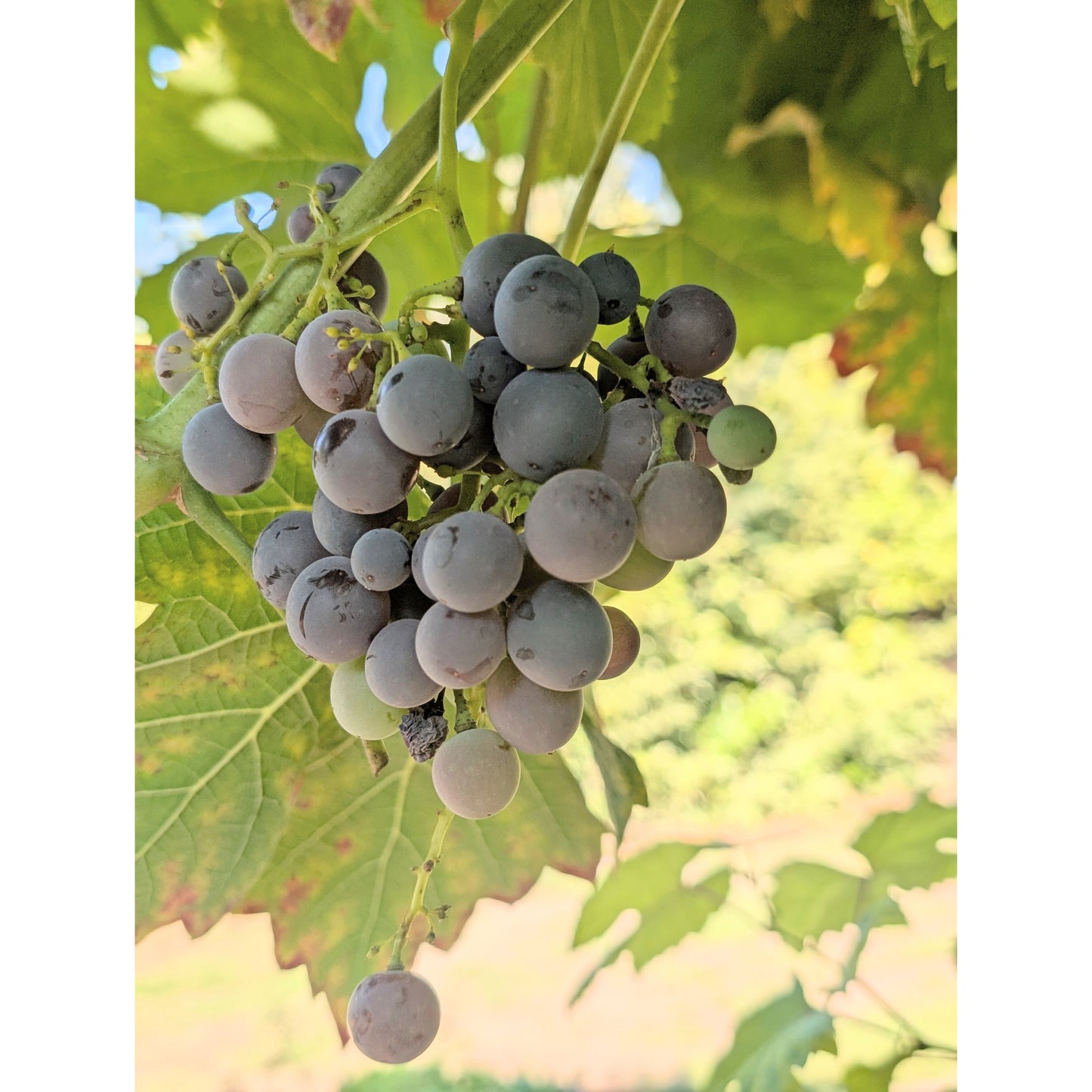 Heavenly Blue Grape
