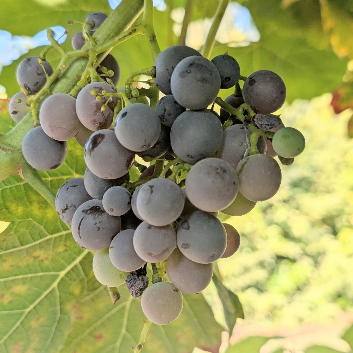 Heavenly Blue Grape