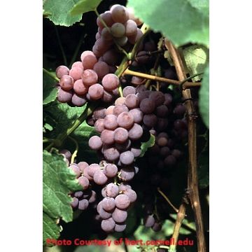 Reliance Grape