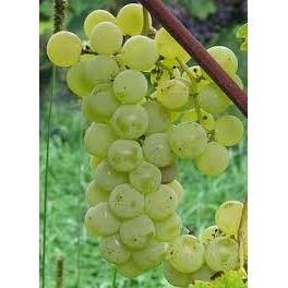 Swenson White Grape