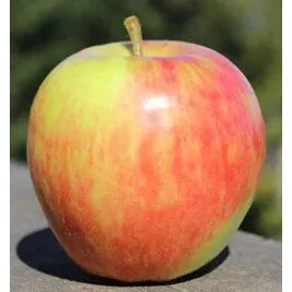 Brock Apple