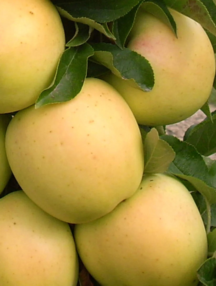 Golden Treat™ Columnar Apple