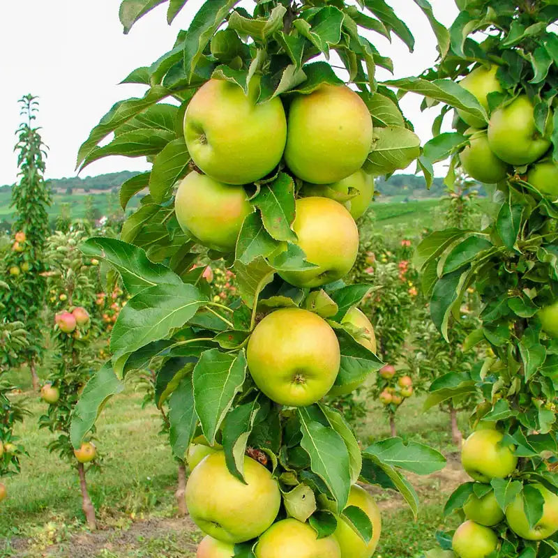 Tangy Green Columnar Apple
