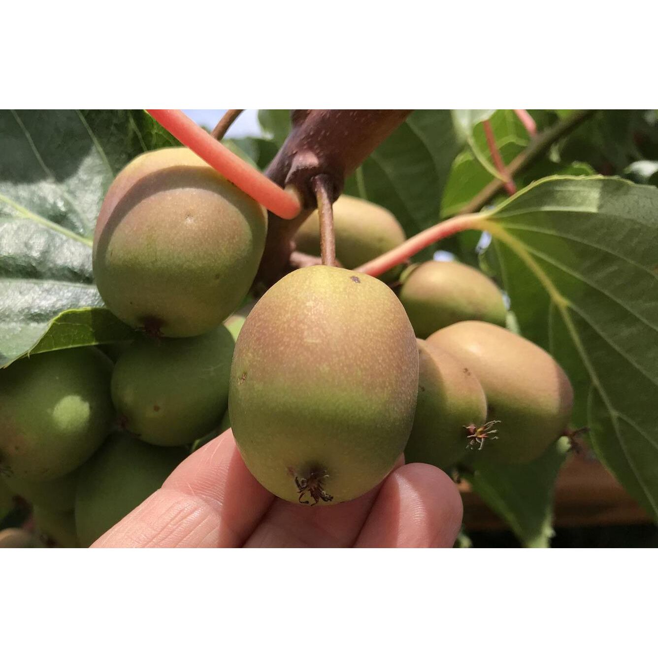 Ananasnaya Hardy Kiwi (Female)