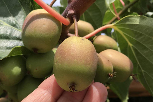 Ananasnaya Hardy Kiwi (Female)