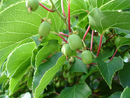 Issai Hardy Kiwi (Self-fertile)