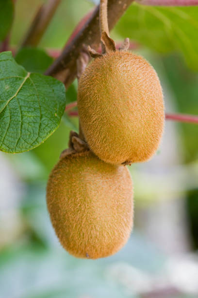 Hayward Fuzzy Kiwi