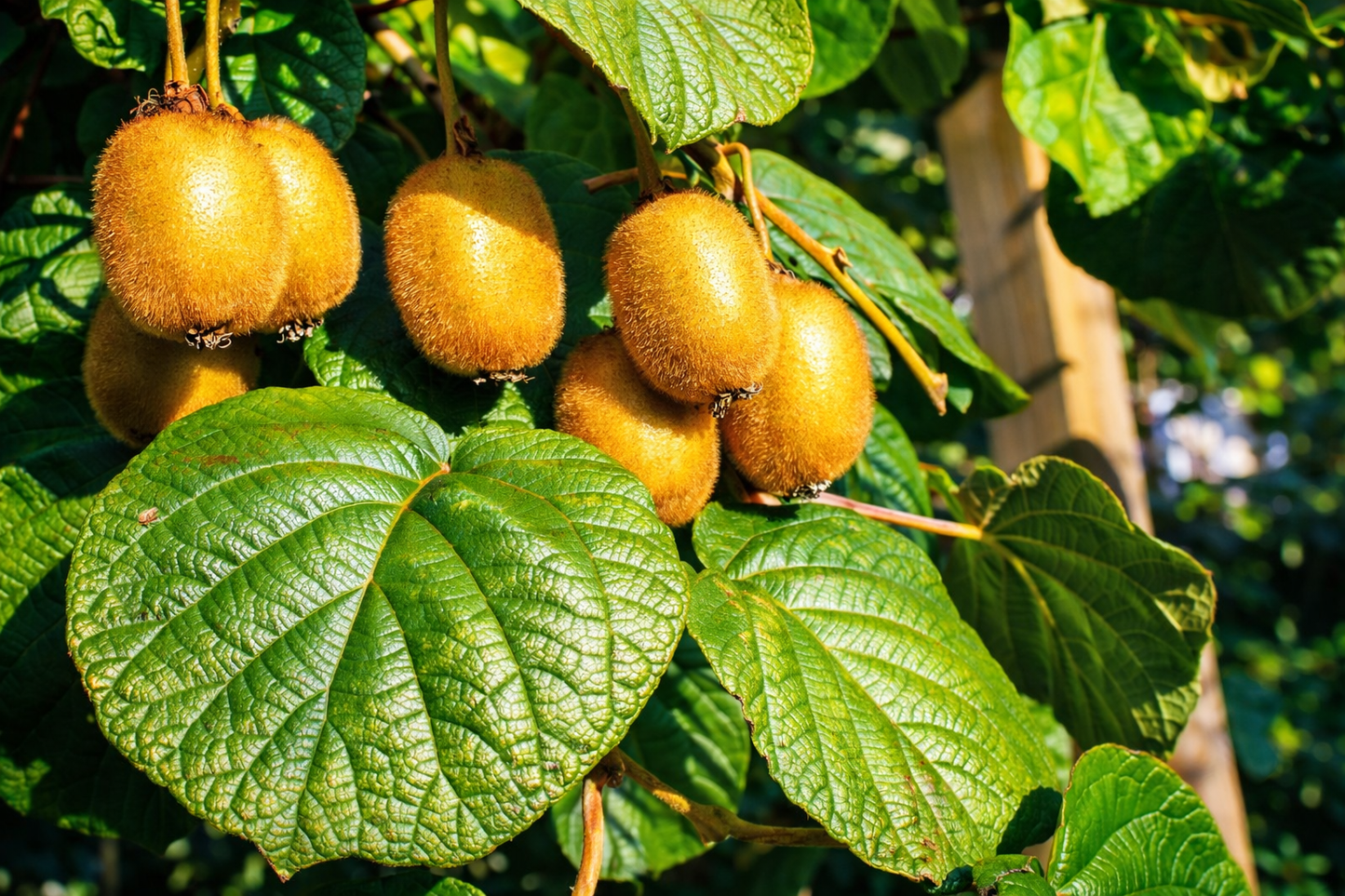 Fuzzy Kiwi 'Jenny' (Self-Fertile)