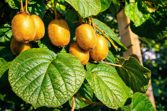 Fuzzy Kiwi 'Jenny' (Self-Fertile)