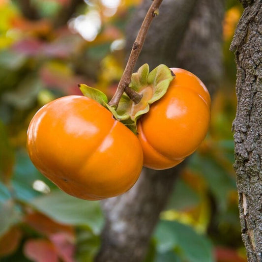 Giant Fuyu Persimmon 'Fuyu Jiro'