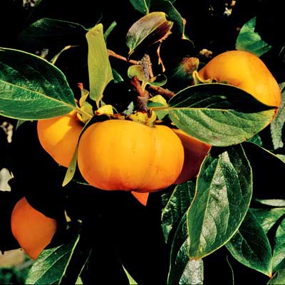 Early Fuyu Persimmon (Non-astringent)