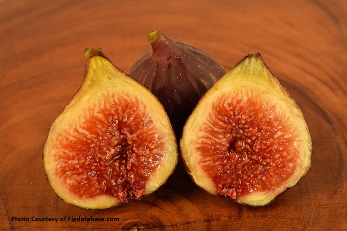 Chicago Hardy Fig