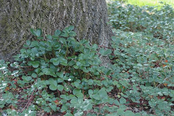 Coastal Strawberry