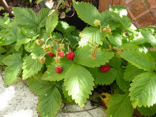 Woodland Strawberry