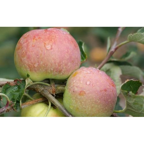 Irish Peach