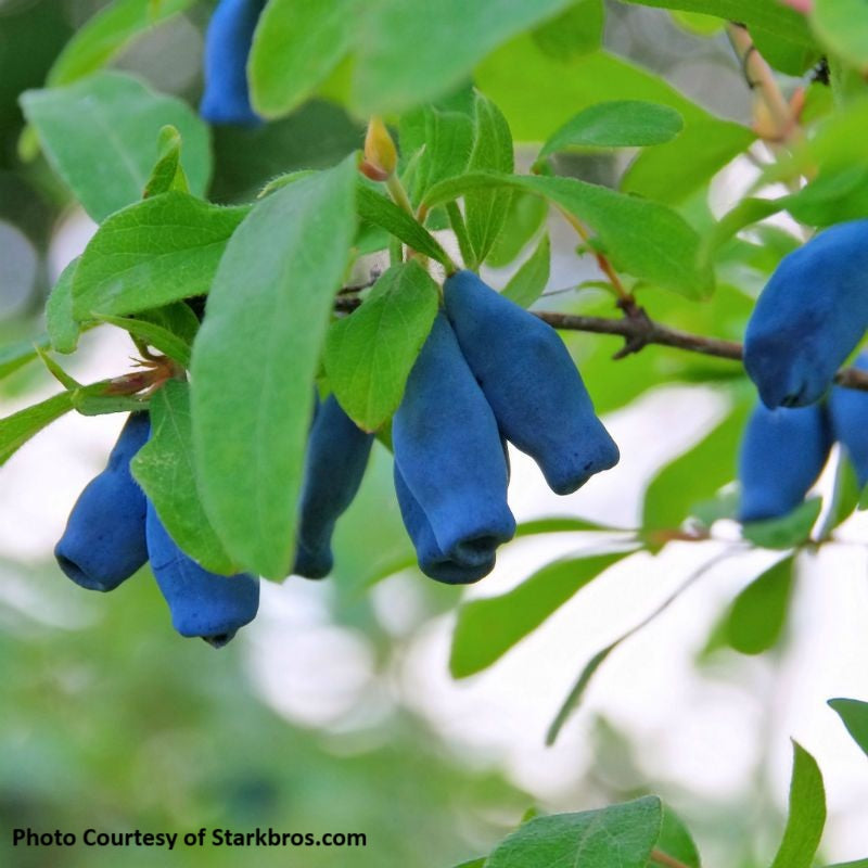 Honeyberry 'Borealis'