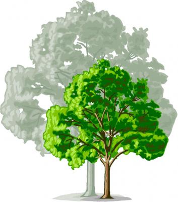 Apple Rootstock M. 26