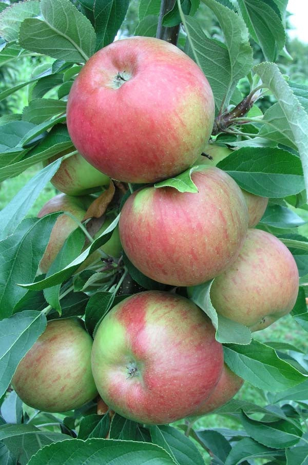 Sweet Treat™ Columnar Apple
