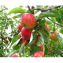 Gala Apple