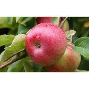 McIntosh Apple