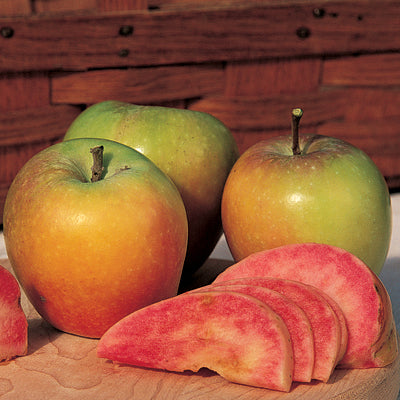 Mountain Rose Apple