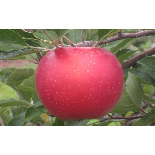 Melrose Apple