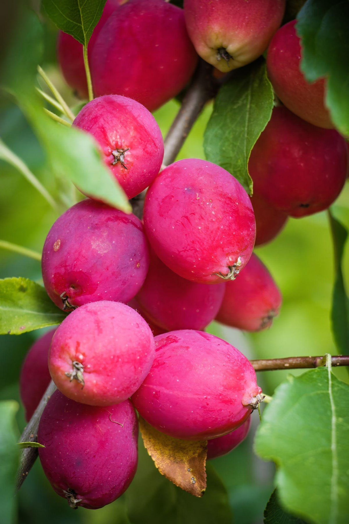 Pacific crabapple