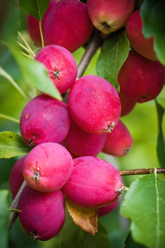 Pacific crabapple