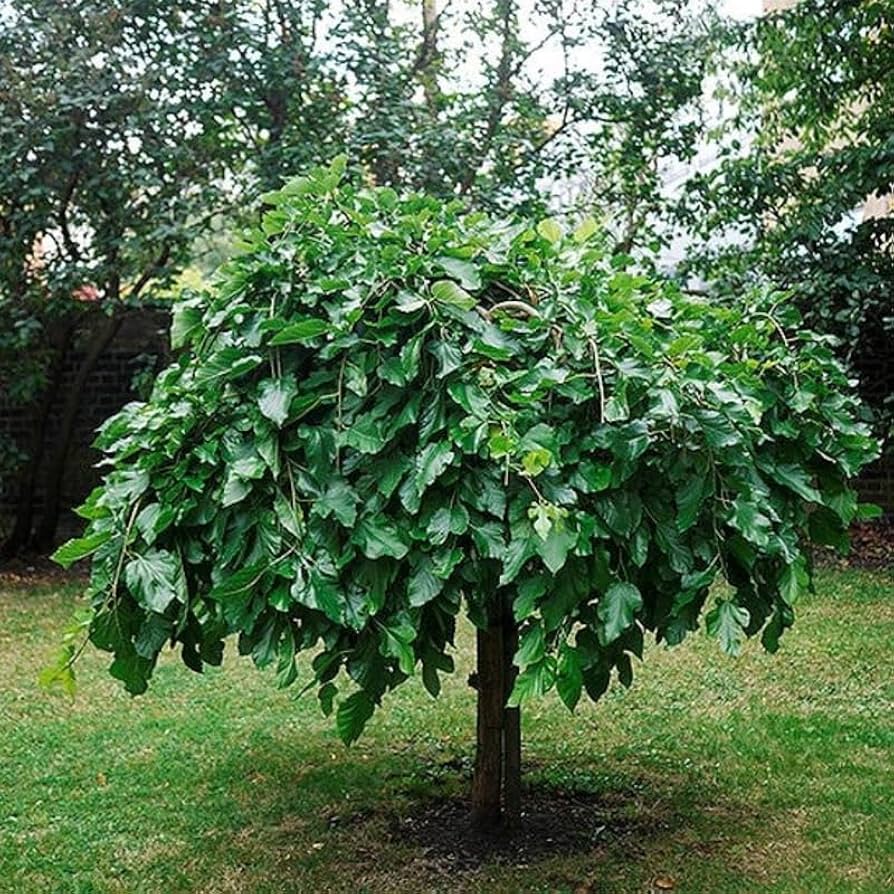 Dwarf Everbearing Mulberry (Black)