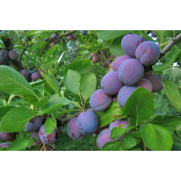 Imperial Epineuse Plum