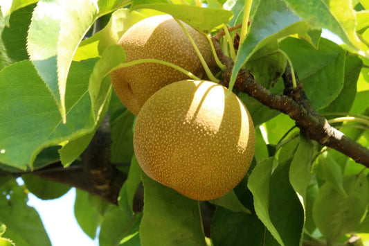 20th Century (Nijisseiki) Asian Pear