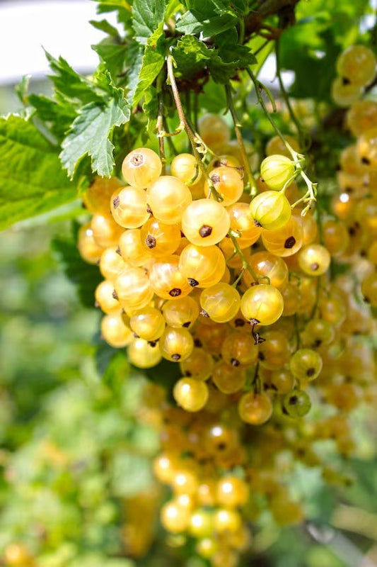 Golden currant