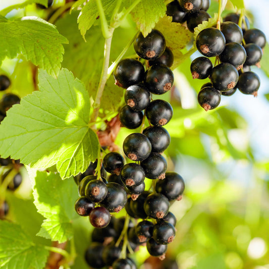 Black currant 'Consort'